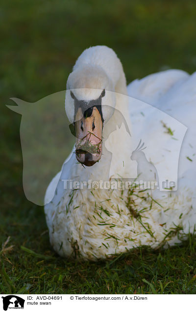 mute swan / AVD-04691