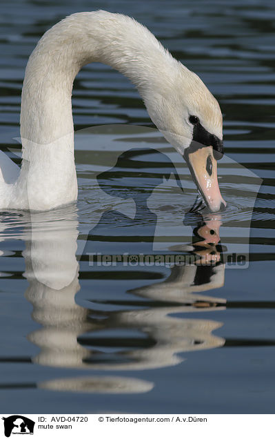mute swan / AVD-04720