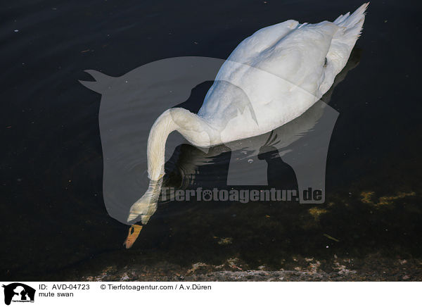 Hckerschwan / mute swan / AVD-04723
