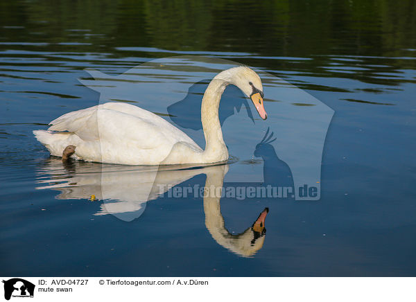 mute swan / AVD-04727