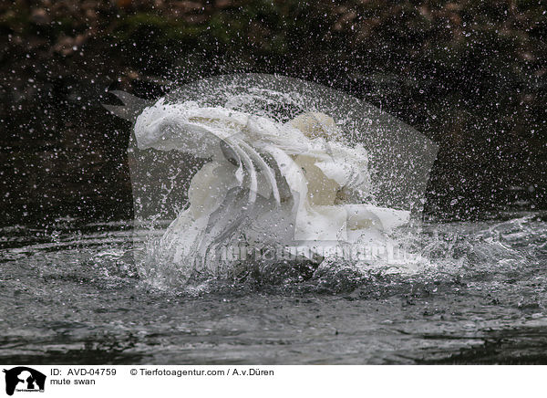 mute swan / AVD-04759