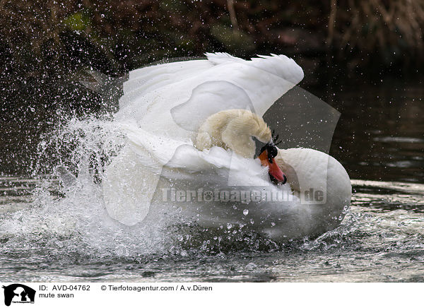 mute swan / AVD-04762