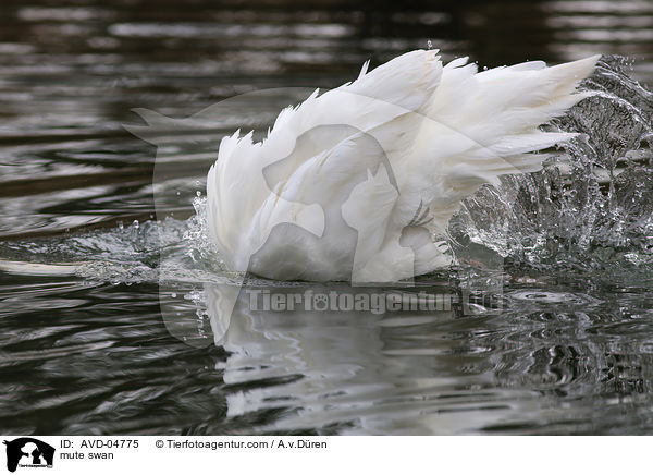 mute swan / AVD-04775