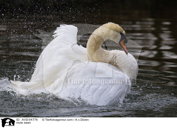 mute swan / AVD-04776