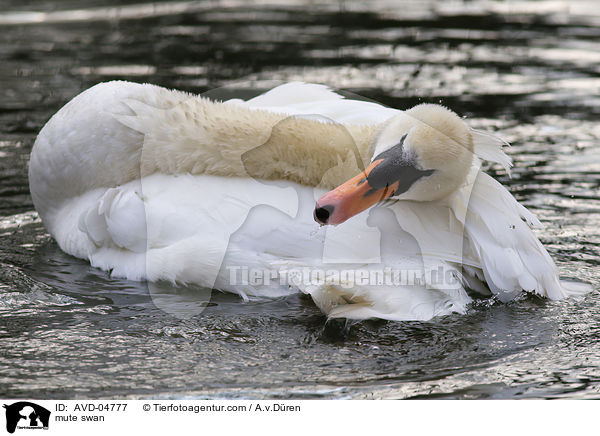 mute swan / AVD-04777