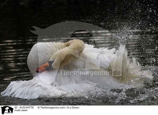 mute swan / AVD-04778
