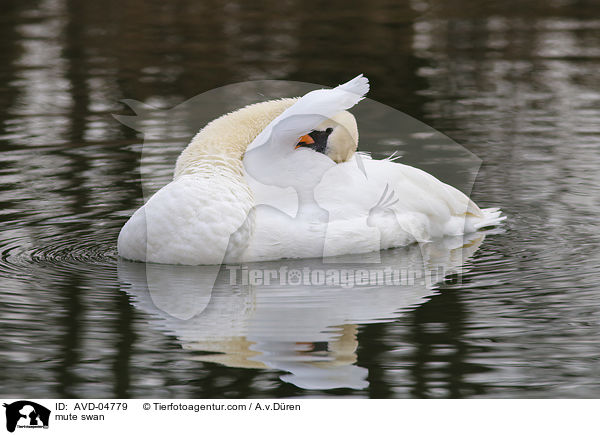 mute swan / AVD-04779