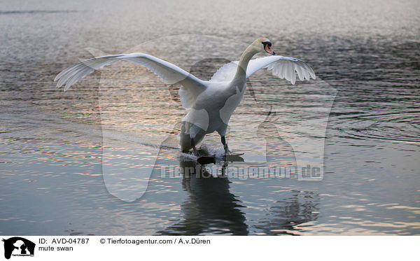 mute swan / AVD-04787