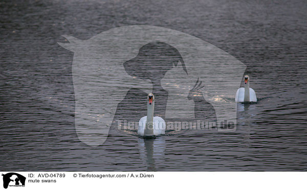 mute swans / AVD-04789
