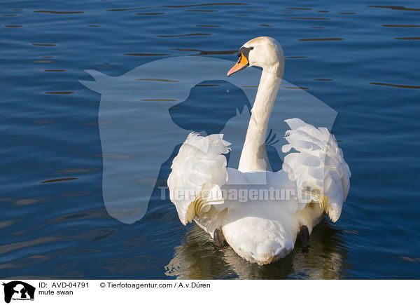 mute swan / AVD-04791