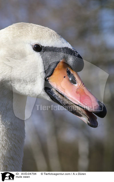 mute swan / AVD-04794