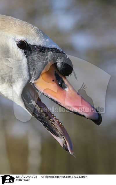 mute swan / AVD-04795
