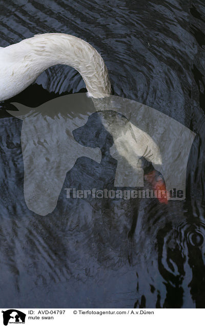 mute swan / AVD-04797