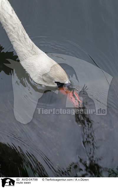 mute swan / AVD-04798