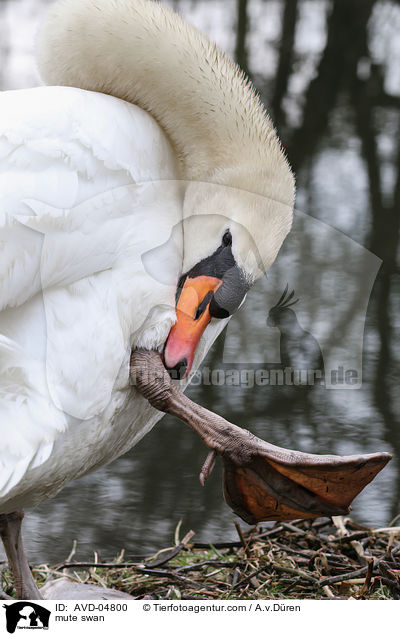 mute swan / AVD-04800