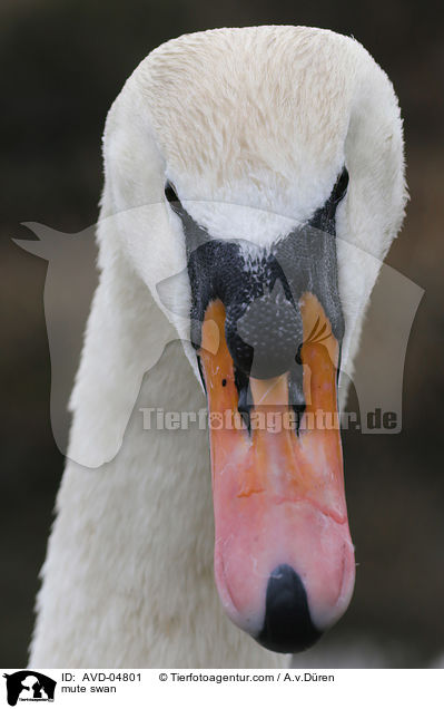 mute swan / AVD-04801