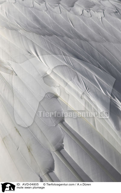 mute swan plumage / AVD-04805