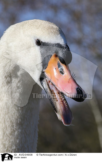 mute swan / AVD-04808