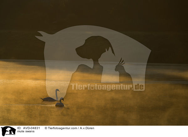 mute swans / AVD-04831