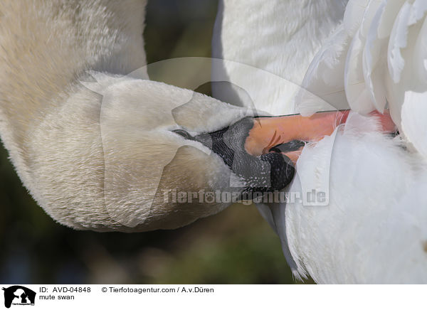 mute swan / AVD-04848