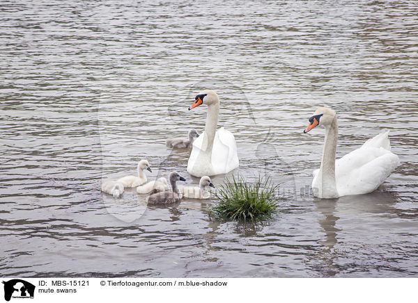 Hckerschwne / mute swans / MBS-15121