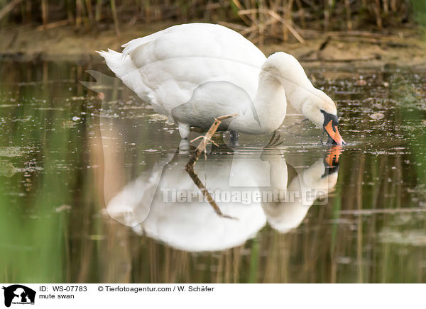 mute swan / WS-07783