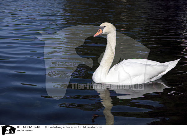 mute swan / MBS-15948