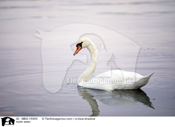 Hckerschwan / mute swan / MBS-15950