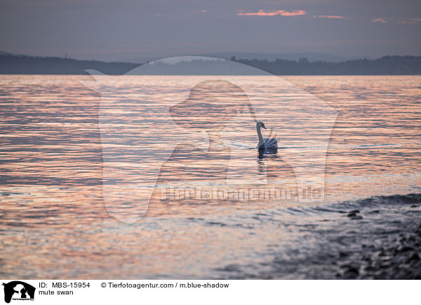 mute swan / MBS-15954