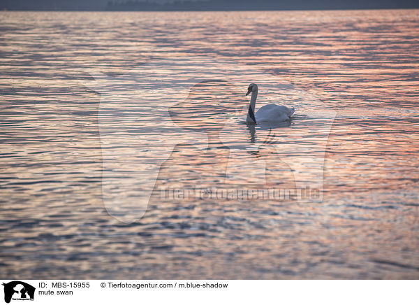 mute swan / MBS-15955