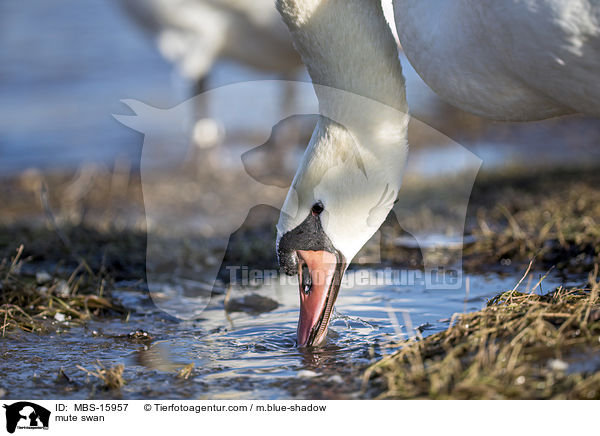 Hckerschwan / mute swan / MBS-15957
