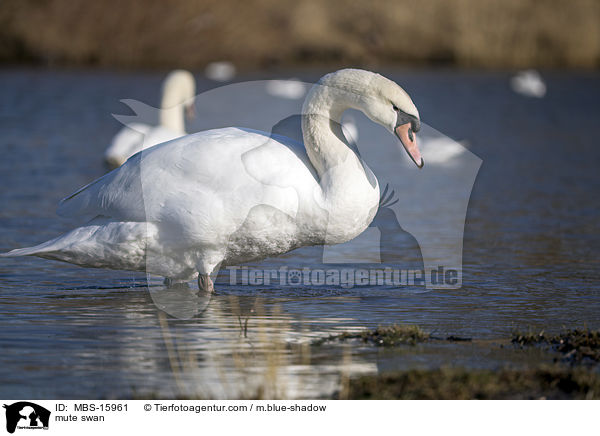 mute swan / MBS-15961