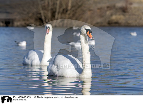 mute swans / MBS-15963