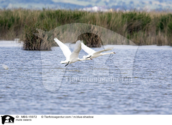 mute swans / MBS-15972
