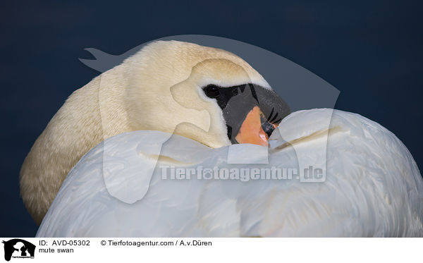 Hckerschwan / mute swan / AVD-05302