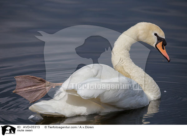 Hckerschwan / mute swan / AVD-05313