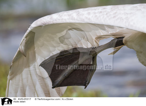 Hckerschwan / mute swan / AVD-05317
