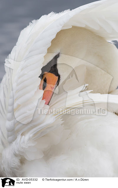 mute swan / AVD-05332