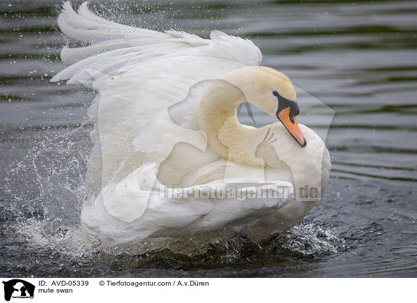 Hckerschwan / mute swan / AVD-05339