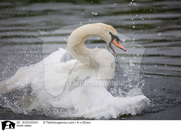 mute swan / AVD-05341