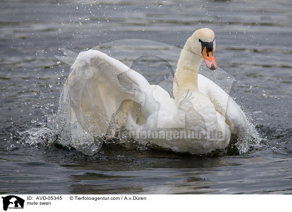 mute swan / AVD-05345