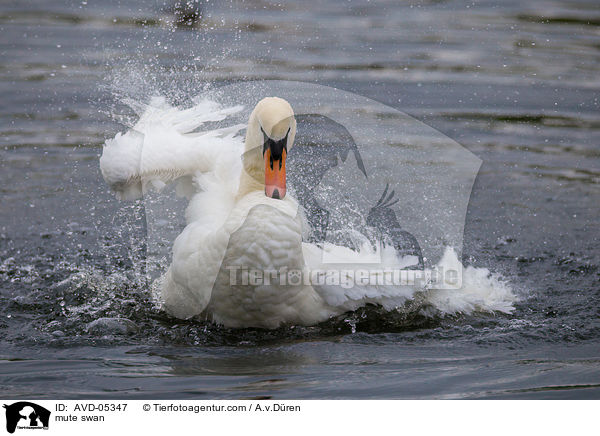 mute swan / AVD-05347