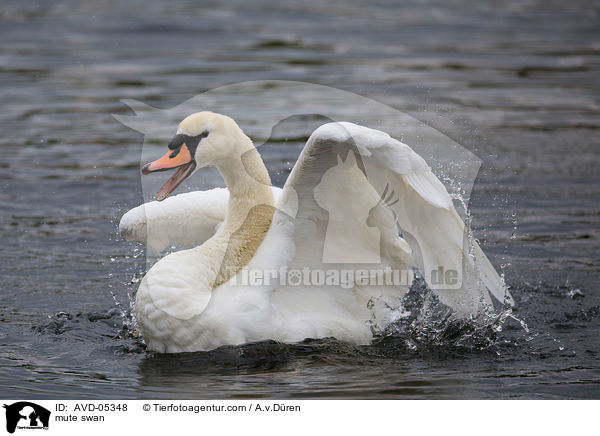 mute swan / AVD-05348