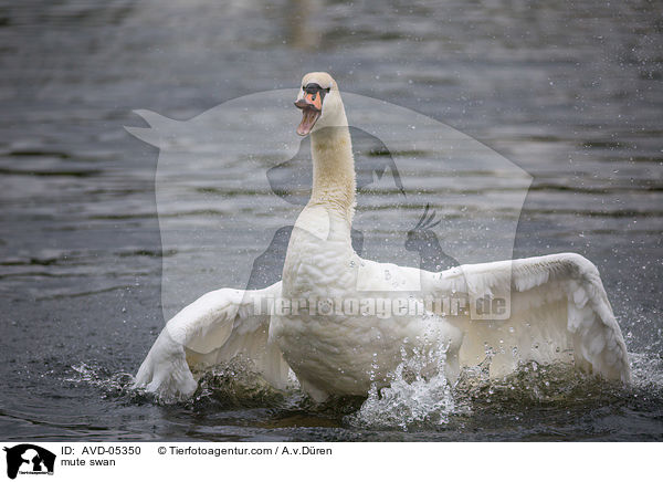 mute swan / AVD-05350