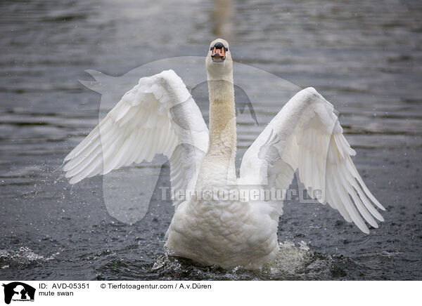 Hckerschwan / mute swan / AVD-05351