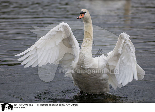 mute swan / AVD-05352