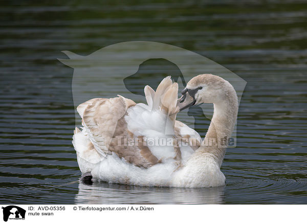 Hckerschwan / mute swan / AVD-05356