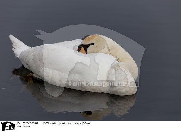 Hckerschwan / mute swan / AVD-05367