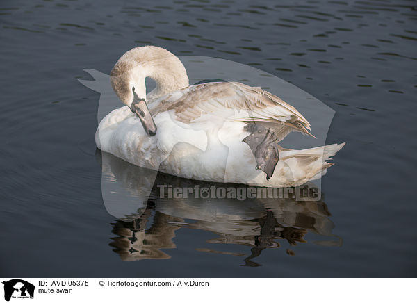 Hckerschwan / mute swan / AVD-05375
