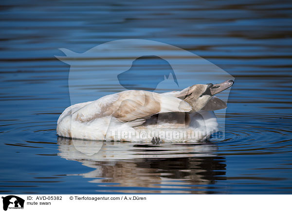 mute swan / AVD-05382